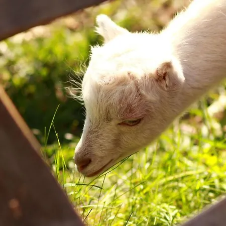Penzión pre hostí Victoria