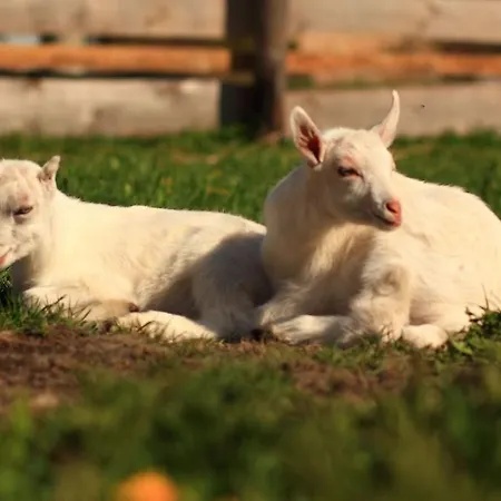 Victoria Penzión pre hostí Liptovsky Jan