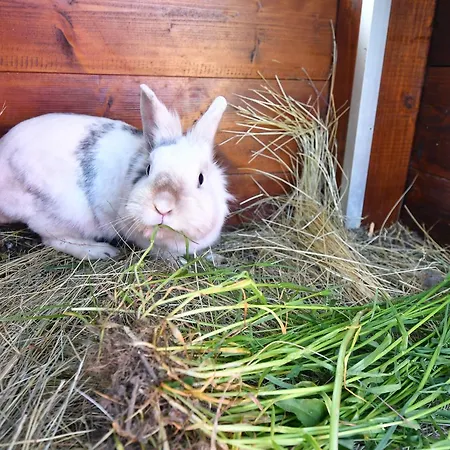 Penzión pre hostí Victoria 2*